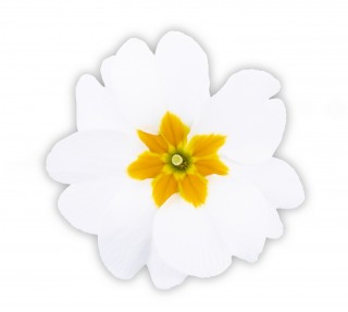 Примула Дания Вайт виз Ай [1000 шт] - ООО «Семена Тут»