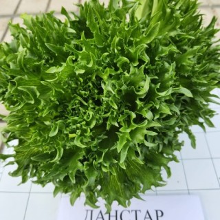 Салат Данстар - ООО «Семена Тут»