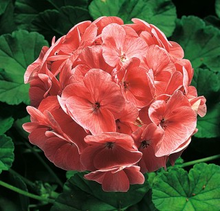 img-0: Пеларгония зональная Ринго 2000 Салмон [1000 шт] - ООО «Семена Тут»