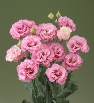 img-1: Эустома Корелли 1 Дип Пинк [100 драже] - ООО «Семена Тут»