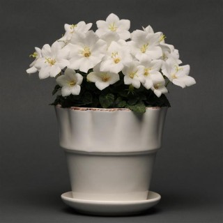 img-1: Колокольчик карпатский Рапидо Вайт [1000 драже] - ООО «Семена Тут»