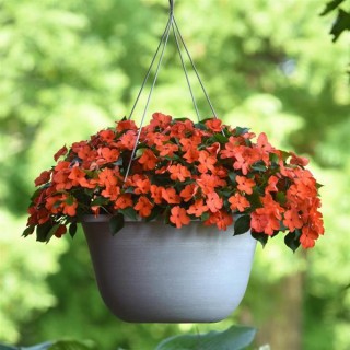 img-1: Бальзамин Бикон Корал [100 шт] - ООО «Семена Тут»