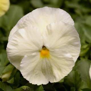 Виола крупноцветковая Спринг Матрикс Примроуз [100 шт] - ООО «Семена Тут»