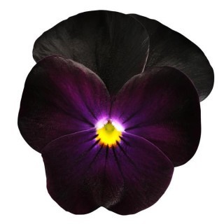 Виола рогатая Сорбет Блэкберри [1000 шт] - ООО «Семена Тут»