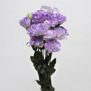 img-2: Эустома АБС 1 Мисти Блю [100 драже] - ООО «Семена Тут»