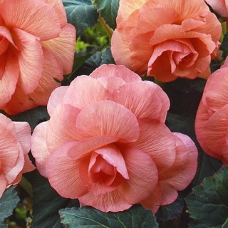 img-0: Бегония клубневая Америгибрид Роузформ Пич [500 драже] - ООО «Семена Тут»