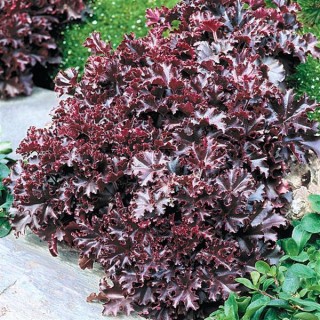 img-2: Гейхера Мелтинг Файр [1000 драже] - ООО «Семена Тут»