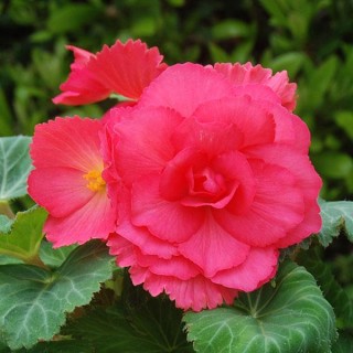 Бегония клубневая Америгибрид Роузформ Роуз [500 драже] - ООО «Семена Тут»