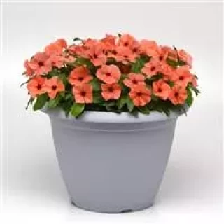 img-1: Катарантус Тату Оранж [500 шт] - ООО «Семена Тут»