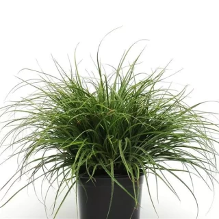 img-1: Ожика Луциус [100 м/драже] - ООО «Семена Тут»