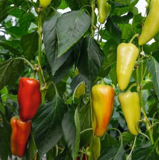img-0: Перец Дон F1 - ООО «Семена Тут»