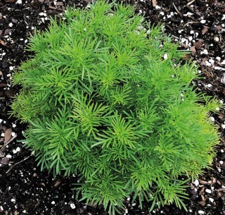 Бархатцы нителистные Дропшот [100 шт] (инкруст. семена) - ООО «Семена Тут»