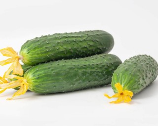 img-1: Огурец Лютый F1 - ООО «Семена Тут»