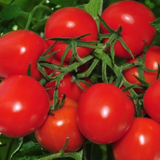 img-1: Томат Мадера F1 - ООО «Семена Тут»