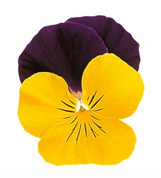 Виола рогатая Грандиссимо Еллоу Джамп Ап [250 шт] - ООО «Семена Тут»