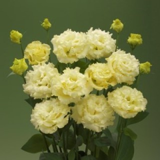 img-0: Эустома Корелли СУ 3 Еллоу  [500 драже] - ООО «Семена Тут»