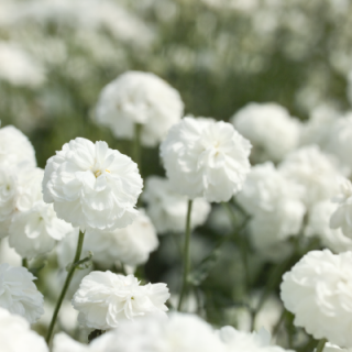 img-0: Тысячелистник птармика Маршмэллоу [250 драже] - ООО «Семена Тут»