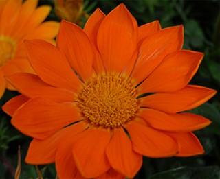 img-0: Газания Энорма Оранж [1000 шт] - ООО «Семена Тут»