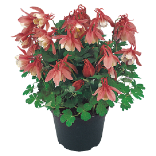 Аквилегия Камео  Роуз энд Вайт [100 шт] - ООО «Семена Тут»