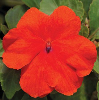 img-0: Бальзамин Акцент Премиум Дип Оранж [1000 шт] - ООО «Семена Тут»