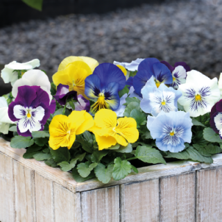 Виола крупноцветковая Кетс Плюс Микс [1000 шт] - ООО «Семена Тут»