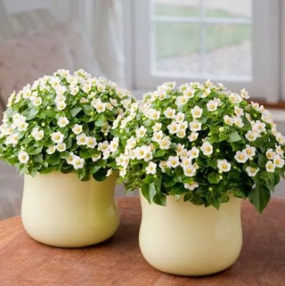 img-1: Экзакум Роял Дан Вайт [500 драже] - ООО «Семена Тут»