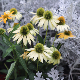 img-0: Эхинацея Поллинейшн Вайт [50 шт] - ООО «Семена Тут»