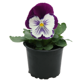 img-0: Виола крупноцветковая Кетс Плюс Парпл энд Вайт [1000 шт] - ООО «Семена Тут»