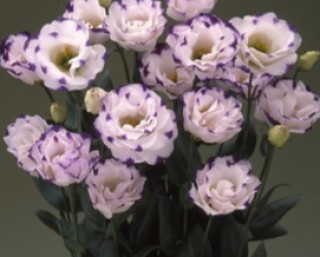 Эустома Арена 3 Блю Пикоти [100 драже] - ООО «Семена Тут»