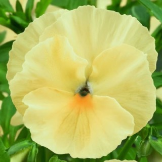 Виола крупноцветковая Экстрада Лемон Шейдз [100 шт] - ООО «Семена Тут»