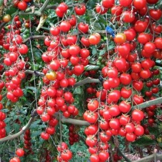 img-0: Томат Эльф F1 (инкруст. семена) - ООО «Семена Тут»