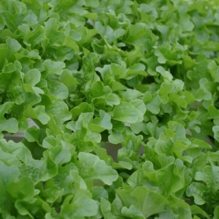 img-0: Салат Элькредо - ООО «Семена Тут»