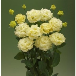 Эустома Корелли СУ 3 Еллоу [50 драже] - ООО «Семена Тут»