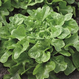 img-1: Салат Элькредо - ООО «Семена Тут»