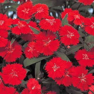 Гвоздика гибридная Телстар Скарлет [100 шт] - ООО «Семена Тут»