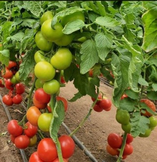 img-1: Томат Этери F1 - ООО «Семена Тут»