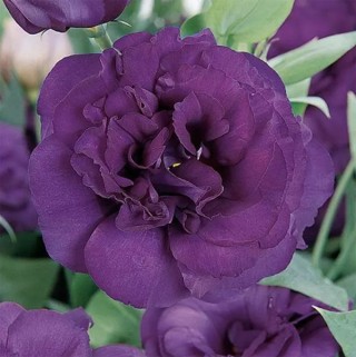 img-0: Эустома АБС 3 Пурпл [1000 драже] - ООО «Семена Тут»