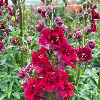 Львиный зев Мадам Баттерфляй Ред [100 шт] - ООО «Семена Тут»