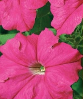 img-1: Петуния грандифлора Фалькон Роуз [1000 драже] - ООО «Семена Тут»