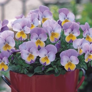 img-1: Виола рогатая Флорал Пауэр F1 Вайт Роуз Винг [1000 шт] - ООО «Семена Тут»