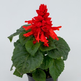 img-0: Сальвия Фаэй Бризэ Ред [5000 шт] - ООО «Семена Тут»