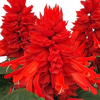 img-1: Сальвия Фаэй Бризэ Ред [5000 шт] - ООО «Семена Тут»