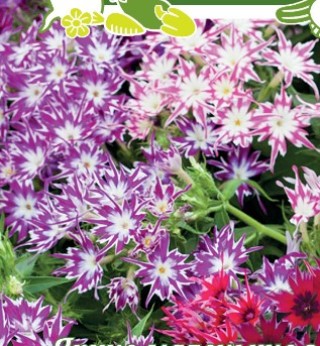 Флокс друммонди Звездочет - ООО «Семена Тут»