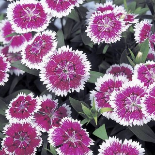 Гвоздика гибридная Телстар Пурпл Пикоти [500 штук] - ООО «Семена Тут»