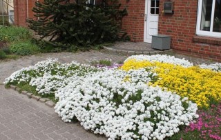 img-2: Иберис Вистлер F1 Компакт Вайт [1000 шт] - ООО «Семена Тут»