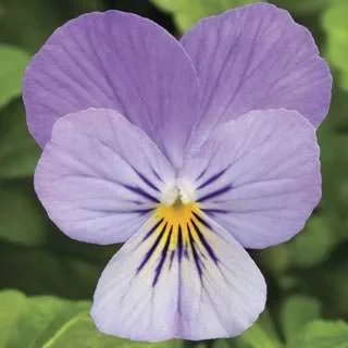 Виола рогатая Эндурио F1 Лавендер [250 шт] - ООО «Семена Тут»