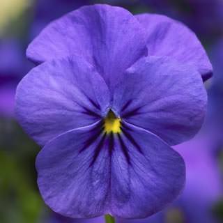 Виола рогатая Дельтини F1 Блю [1000 шт] - ООО «Семена Тут»