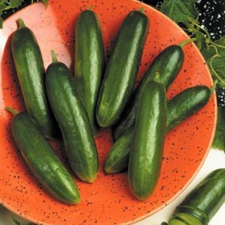 Огурец Сафаа Микс F1 - ООО «Семена Тут»