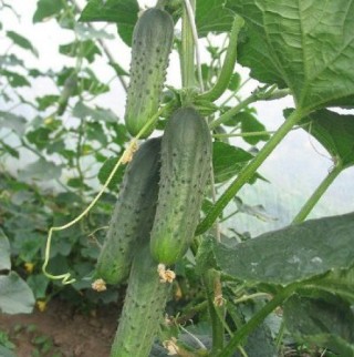 img-0: Огурец Парсифал F1 - ООО «Семена Тут»