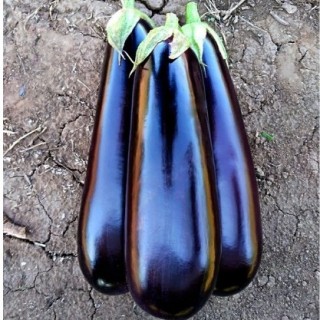 img-0: Баклажан Лима F1 - ООО «Семена Тут»